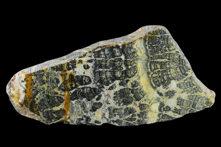 Proterozoic Age Columnar Stromatolite (Asperia) Slab - Australia #132382